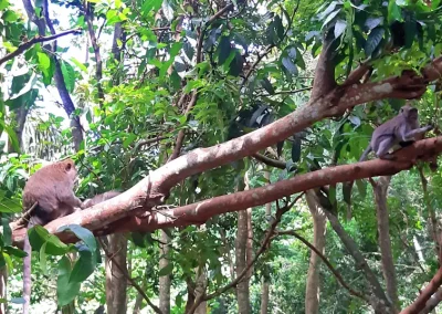 Bosque de los Monos de Ubud