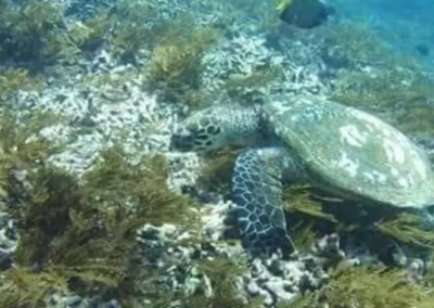 Aventura de esnorquel en la Laguna Azul de Bali G2