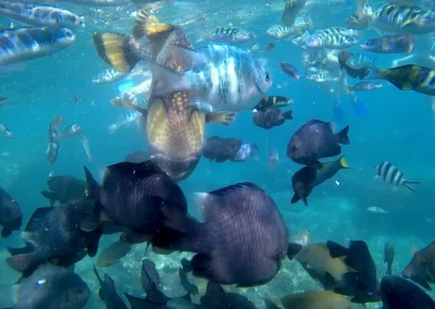 Aventura de esnorquel en la Laguna Azul de Bali G5